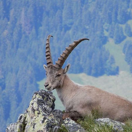 Appart Enzian Gaschurn Dış mekan fotoğraf